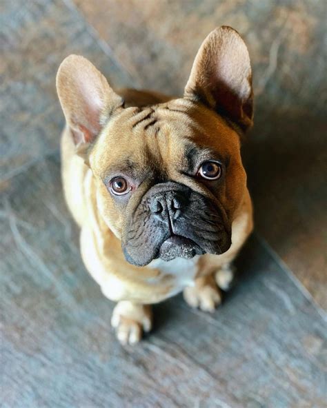 cool facts about french bulldogs.